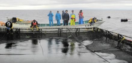 養殖サクラマス大半逃げた　北海道・函館市　飼育1千匹で水揚げ53匹　いけすの網に亀裂