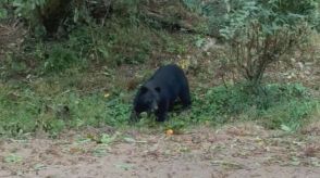 ツキノワグマ今月から再び動きが活発に 餌となる柿など早めに収穫を