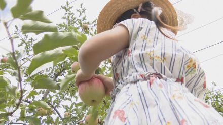 宍粟市の観光農園で、旬を迎えたリンゴの収穫楽しむ／兵庫県