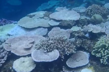 【速報】大浦湾側のサンゴ移植、白化で中断　防衛局が沖縄県に伝達　辺野古新基地建設　