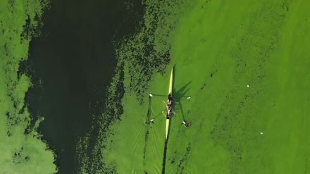 セルビアの川が一面緑に、藻が大量発生　気候変動が影響か