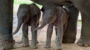 アジアゾウの珍しい双子の赤ちゃん誕生 ミャンマー