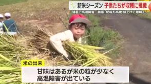 新米シーズン　小学生が自分たちで植えた稲の刈り取り…猛暑の影響で粒は小さく少なめ　静岡・下田市