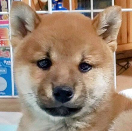 お迎え初日に「可愛らしい顔」でカメラを見つめていた子犬→3年後には「爽やかなイケワン」へと成長！