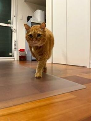 「同じ日の、同じ猫です」ん？　2枚の写真に思わず二度見　「脳がバグるww」「ふくらんで…いる？」の声