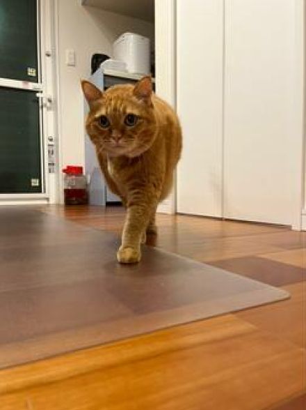 「同じ日の、同じ猫です」ん？　2枚の写真に思わず二度見　「脳がバグるww」「ふくらんで…いる？」の声