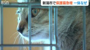 ネコが増えたというより“ヒトの問題”「飼い主の責任を果たして!」新潟市で『保護ネコ』急増