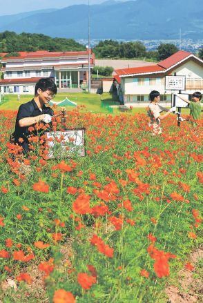 キバナコスモス咲きそろう　富山県南砺市のイオックス・スキー場、７日から「謎解きラリー」