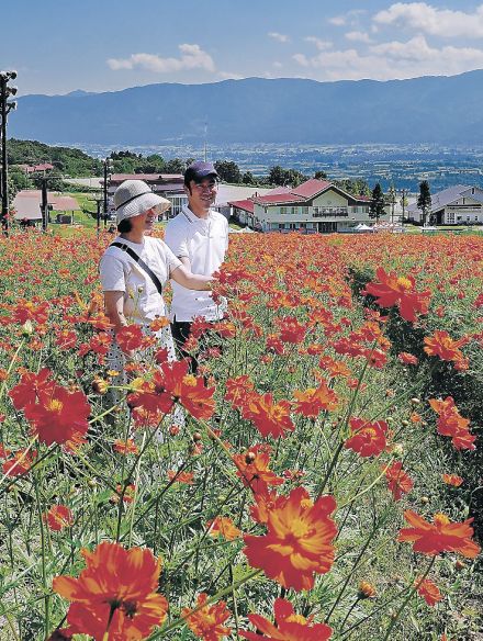 ゲレンデ夕日色、南砺で見頃　キバナコスモスまつり７日開幕