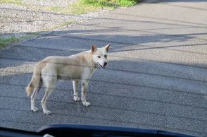 「日本のアマルフィ」に40匹の野犬、糞尿被害…和歌山が本格対策へ