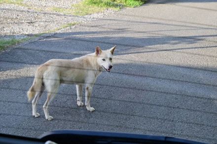 「日本のアマルフィ」に40匹の野犬、糞尿被害…和歌山が本格対策へ