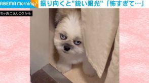 「怖すぎて…」カーテンの隙間から見上げる犬の“ガン飛ばし”に「カツアゲされてもいい可愛さ」「これは笑ってしまうw」とジワる人が続出