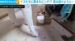 2匹の犬に囲まれ大ピンチ!? 段ボール箱の中に入る猫を襲った“ある理由”に「ワンコたちやさしい」「仲間思い」とほっこり