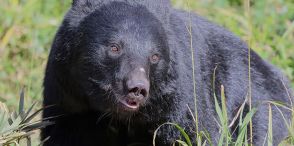 「ここで俺の人生は終わるんだな」 タケノコ採り中にクマ遭遇、至近距離で睨み合った男性が“無傷”で生還できたワケ