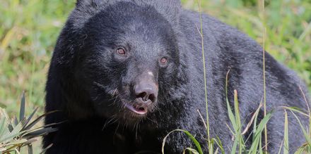 「ここで俺の人生は終わるんだな」 タケノコ採り中にクマ遭遇、至近距離で睨み合った男性が“無傷”で生還できたワケ