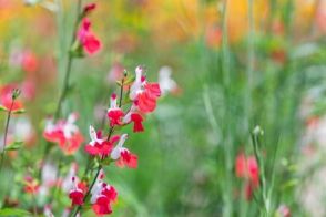 この秋お庭に迎えたくなる《香りのよい花》5選。ふんわり漂う芳香で幸せ気分に