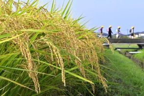 朝露　黄金色包む　7日「白露」　茨城・那珂