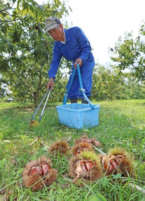 色づく秋の味覚「おいしく食べて」　きょう二十四節気「白露」