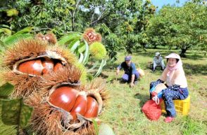 ７日白露　秋の味覚お目見え　クリ収穫始まる　福島県会津若松市