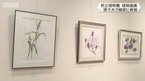 京都府立植物園で植物画展　原寸大で緻密に表現