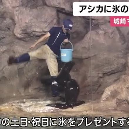 アシカに「氷のボール」プレゼント　城崎マリンワールド