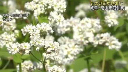 そばの花が満開に　畑は白い絨毯を敷きつめたような景色に　「荘川そば」で知られる岐阜県高山市荘川町