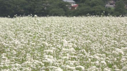 畑一面に雪のような真っ白な花模様　ソバの花が爽やかな秋景色を彩る