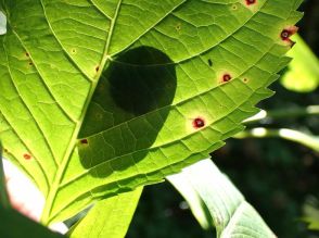 葉っぱに映るシルエット「この生き物の正体は?」  木陰で涼しい自然観察のススメ