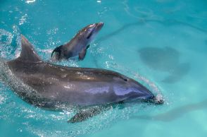 バンドウイルカの赤ちゃん誕生　北海道初、今月から公開　おたる水族館