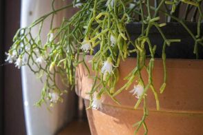 花が咲く観葉植物を育てるときの注意点　初心者におすすめの種類も　プロが解説