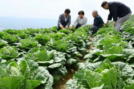 「このままでは韓国産キムチが消える」…気候変動で白菜が“絶滅の危機”