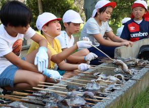 「命をいただきます」育てたニジマス、涙流してありがとう　小学生、つかみ取りして塩焼きに