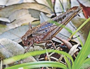 秋の虫の声響く　タイワンクツワムシ増える、和歌山県紀南地方