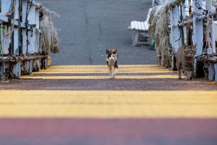 桟橋とはランウェイだ！「今年の冬は三毛がトレンドにゃー」【沖昌之】