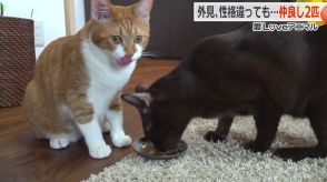 多頭飼育崩壊の現場から救出された2匹のネコ「こてつ」と「おもち」　飼い主さんの「おやつだよ!」への反応が対照的