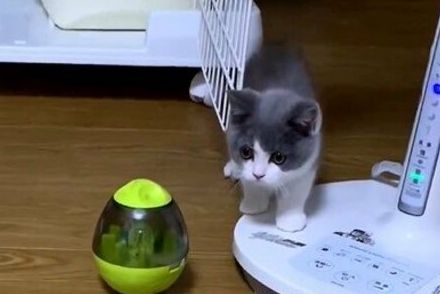 やんのか！！興奮気味に近づく子猫が…！　『広げて飛ばしてきた物』にX民悶絶