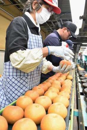 いよいよ「南水」登場  飯田下伊那生まれの銘柄ナシ  JAみなみ信州【長野県】