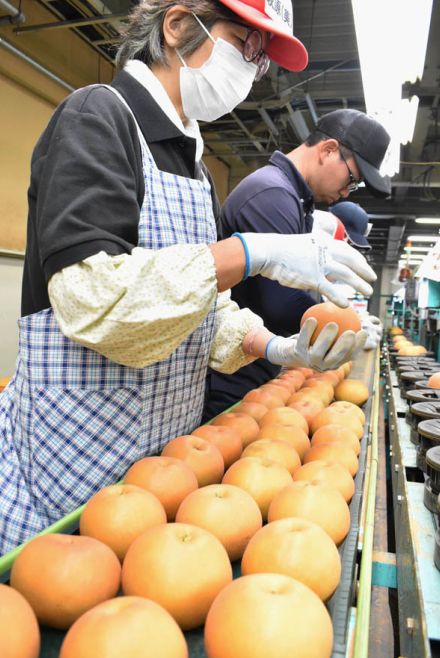 いよいよ「南水」登場  飯田下伊那生まれの銘柄ナシ  JAみなみ信州【長野県】