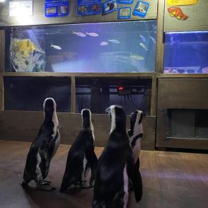 「お客さんが少ないので…」　ペンギンたちが水族館を堪能する姿が話題に　「当館では日常なんです」