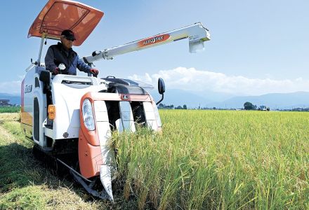 長野県松本地域で稲刈りが本格化