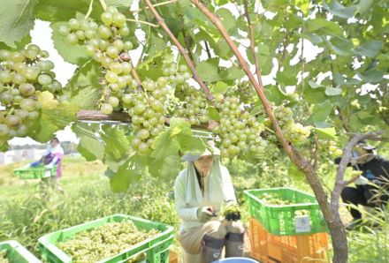 ワイン用ブドウ、たわわに　茨城・行方の農園　収穫最盛期