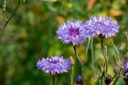 こぼれ種で毎年キュートな花咲く一年草5選《増えすぎ要注意》適切な管理のポイントも紹介