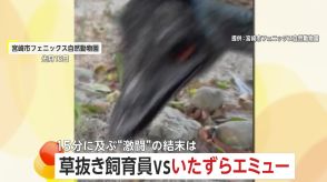 「かなり痛いです（笑）」飼育員VSエミュー“激闘の15分”　「草を抜く手」に興味津々?　宮崎市フェニックス自然動物園