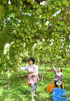 ビタミンたっぷり　サルナシたわわ　収穫始まる　福島県玉川村