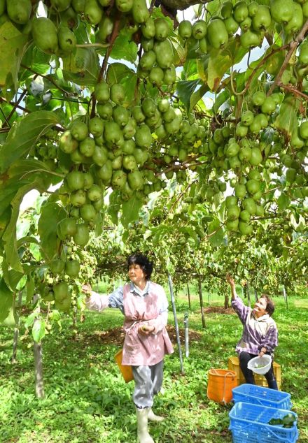 ビタミンたっぷり　サルナシたわわ　収穫始まる　福島県玉川村