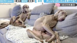 「犬じゃなくて、おじさん育ててる？」哀愁漂う2頭のくつろぐ姿に「日曜夜に月曜からの仕事考えてる自分だ」など反響