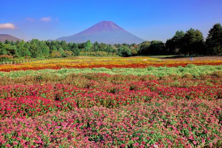 標高約1000mの富士本栖湖リゾートで“虹の花まつり”開催! 映えフォトを撮りまくれます!!