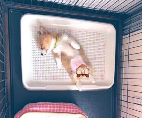 トイレで寝るのが好きな生後2カ月の子犬、1カ月後には→「トイレ写真」の比較でわかる成長ぶりにほっこり！