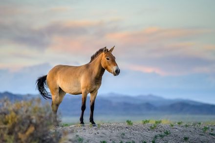 現存する「最後の野生馬のゲノム」が解読される