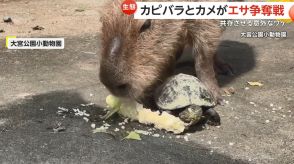 カピバラとカメが“エサ争奪戦”!?　他の動物と同じ場所で飼育するワケは…“野生の環境の再現”　さいたま市「大宮公園小動物園」